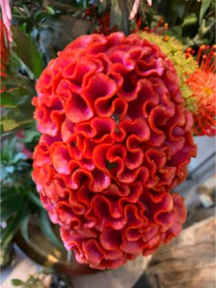 Blumen Dekoration und Floristik